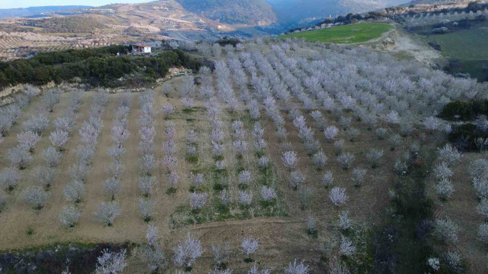 Manisa’da badem ağaçları çiçeklerle bezendi 8 manisada badem agaclari ciceklerle bezendi 4 bhVUd6rb