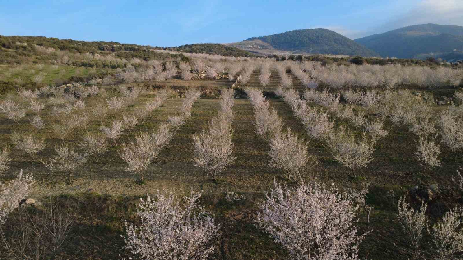 Manisa’da badem ağaçları çiçeklerle bezendi 9 manisada badem agaclari ciceklerle bezendi 5 kq8ZpMyR