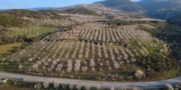 manisada-badem-agaclari-ciceklerle-bezendi-BsSkcUek.jpg