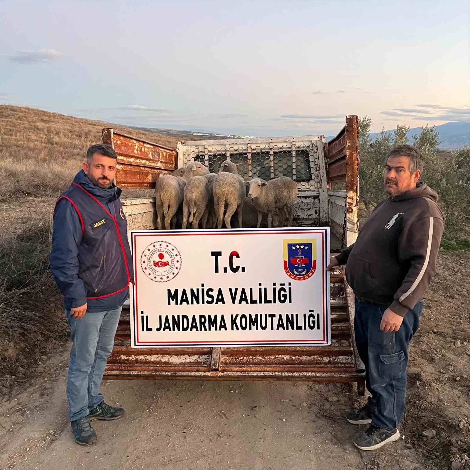Manisa’da çalınan koyunlar, jandarma tarafından bulundu 4 manisada calinan koyunlar jandarma tarafindan bulundu 0 FgpZZf3v