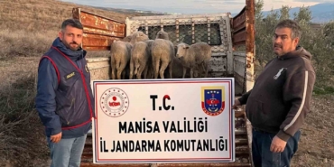 manisada-calinan-koyunlar-jandarma-tarafindan-bulundu-qXCtjxPN.jpg