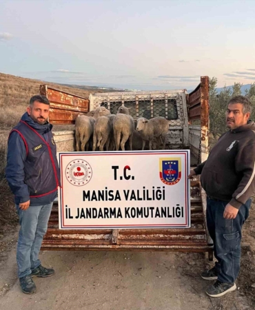 manisada-calinan-koyunlar-jandarma-tarafindan-bulundu-qXCtjxPN.jpg
