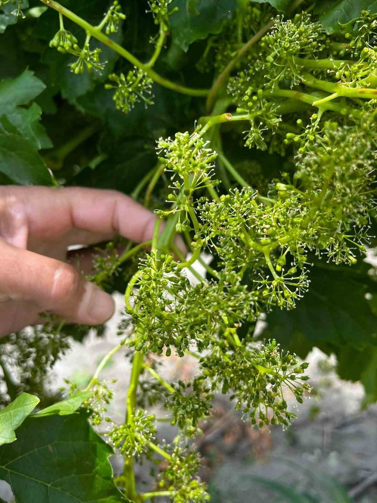 manisada dolu ve selde uzum baglari zarar gordu 10 hzfYvw38