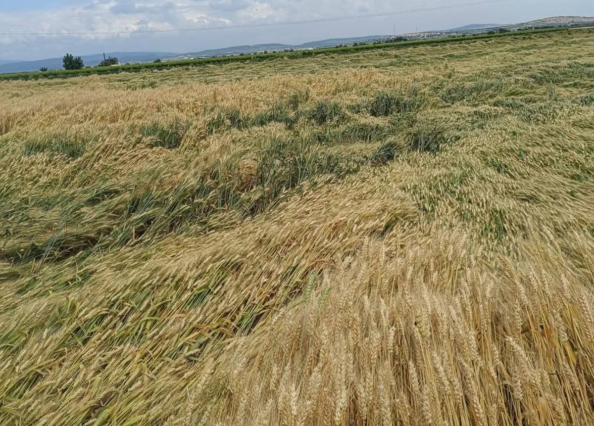 manisada dolu ve selde uzum baglari zarar gordu 2 LaUt9afb