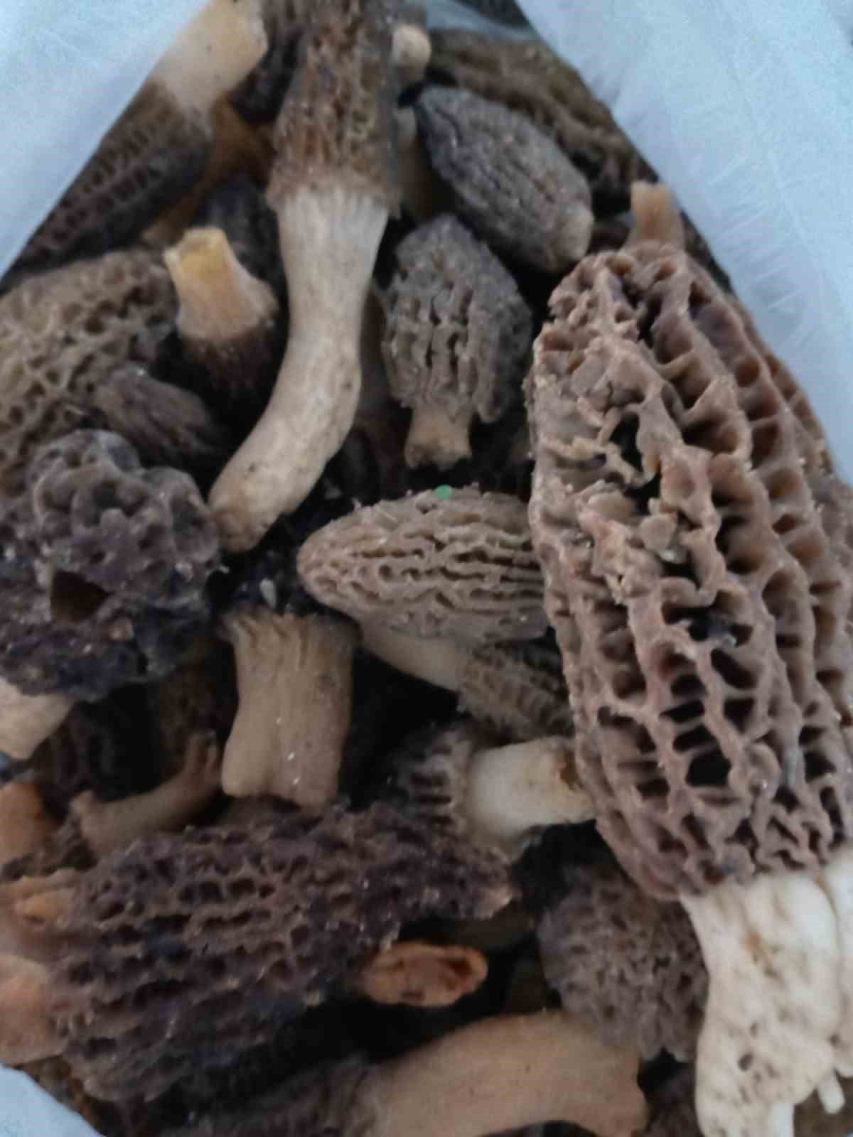 manisada kuzugobegi tutkusu engel tanimiyor 8 kkR8tiig