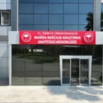 manisada-yas-uzum-hasadi-basladi-O8U33RfP.jpg
