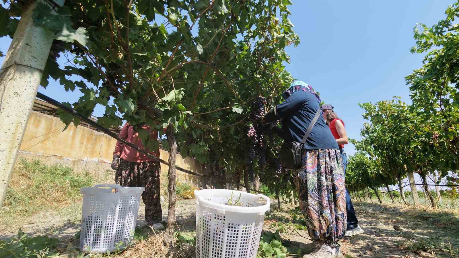 Manisa’dan dünyaya üzüm ihracatı başladı 7 manisadan dunyaya uzum ihracati basladi 3 yrieuJdE