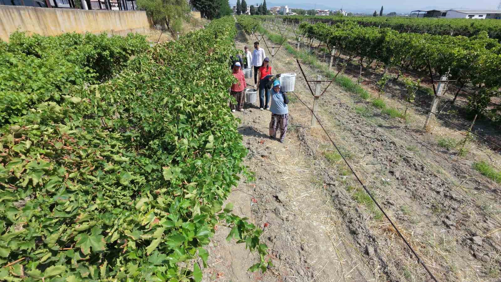 Manisa’dan dünyaya üzüm ihracatı başladı 8 manisadan dunyaya uzum ihracati basladi 4 DActIqEg