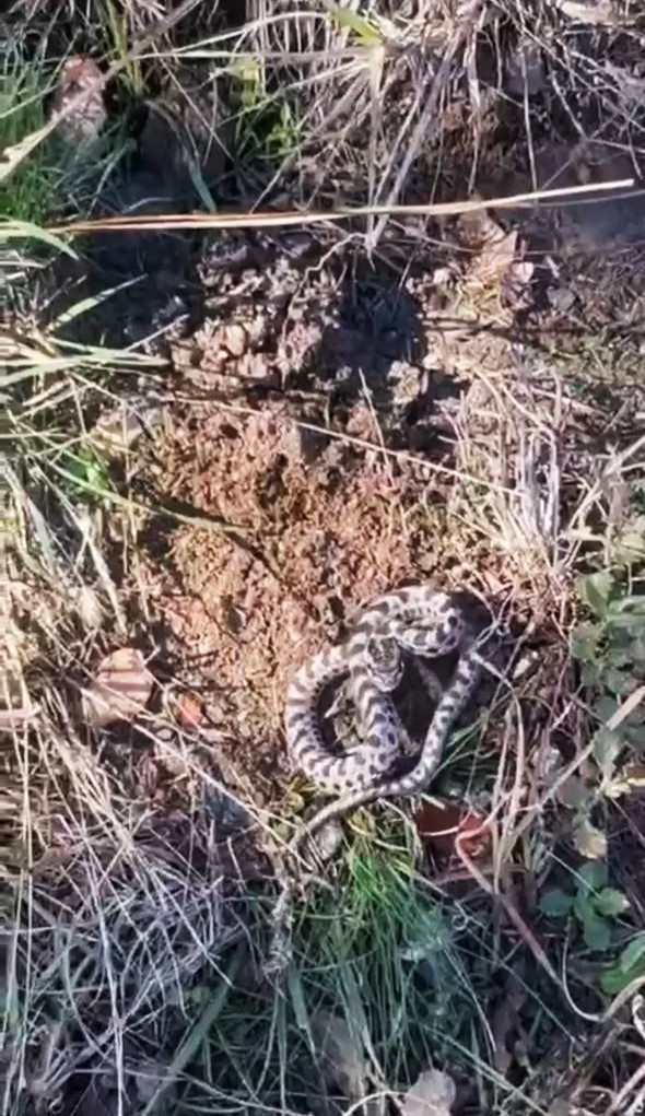 mantar ararken dunyanin en zehirli yilanlarindan engerekle karsilasti 0 FczdLiZA