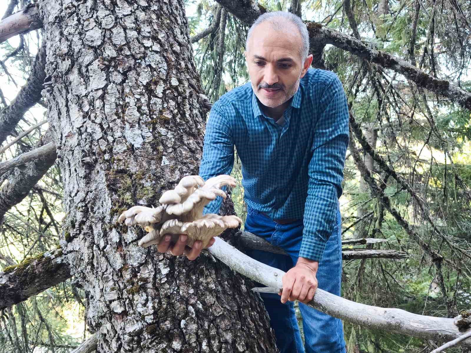 mantar avcilarinin agac tepelerinde tehlikeli avi 0 YVCjYncf