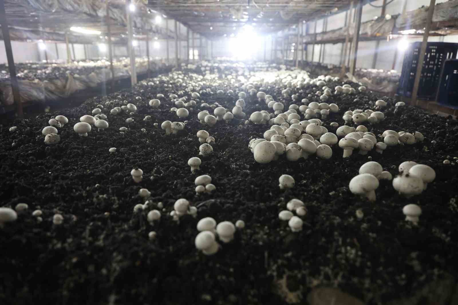 Mantar üreticiliğine ilk adımı ahırda attı, varını yoğunu satıp kurduğu 3 çadırda mantar üretiyor 8 mantar ureticiligine ilk adimi ahirda atti varini yogunu satip kurdugu 3 cadirda mantar uretiyor ebaIwjiz