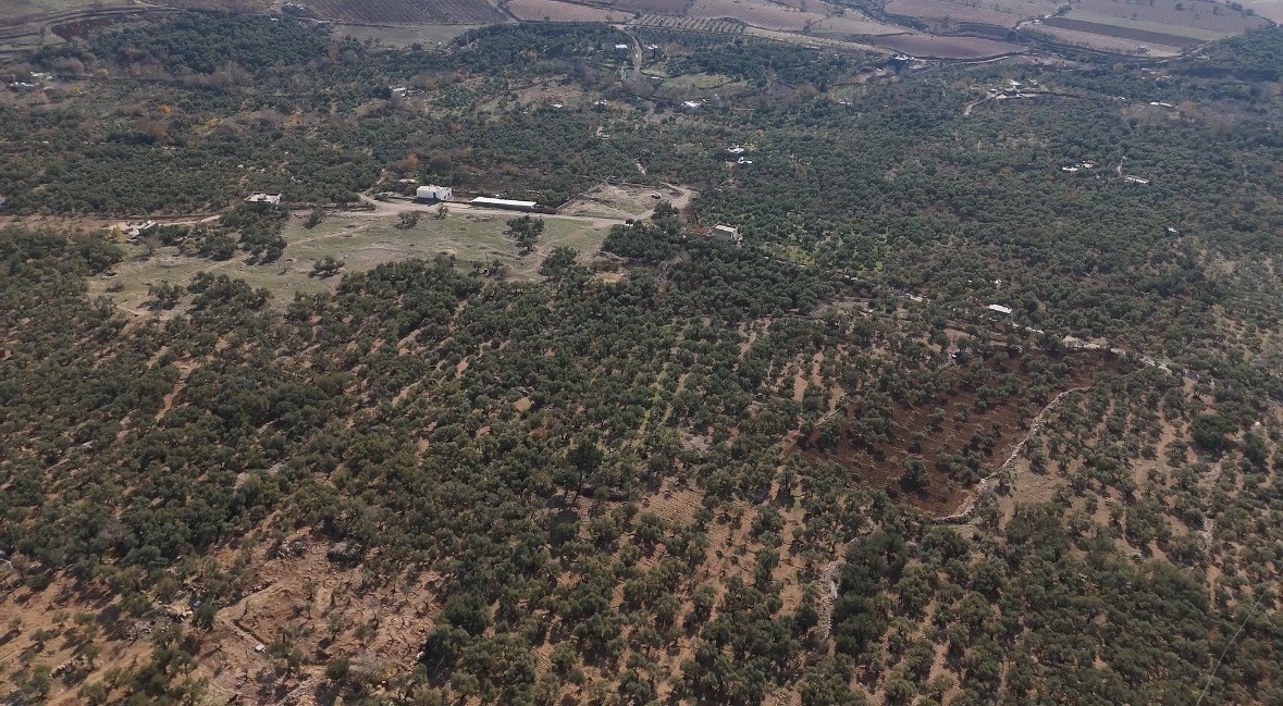 mardin buyuksehir belediyesinden derik zeytini icin dal kanserine karsi mucadele 0