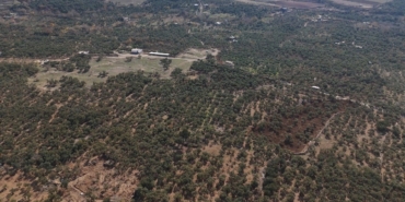 mardin-buyuksehir-belediyesinden-derik-zeytini-icin-dal-kanserine-karsi-mucadele-3WgQXn61.jpg