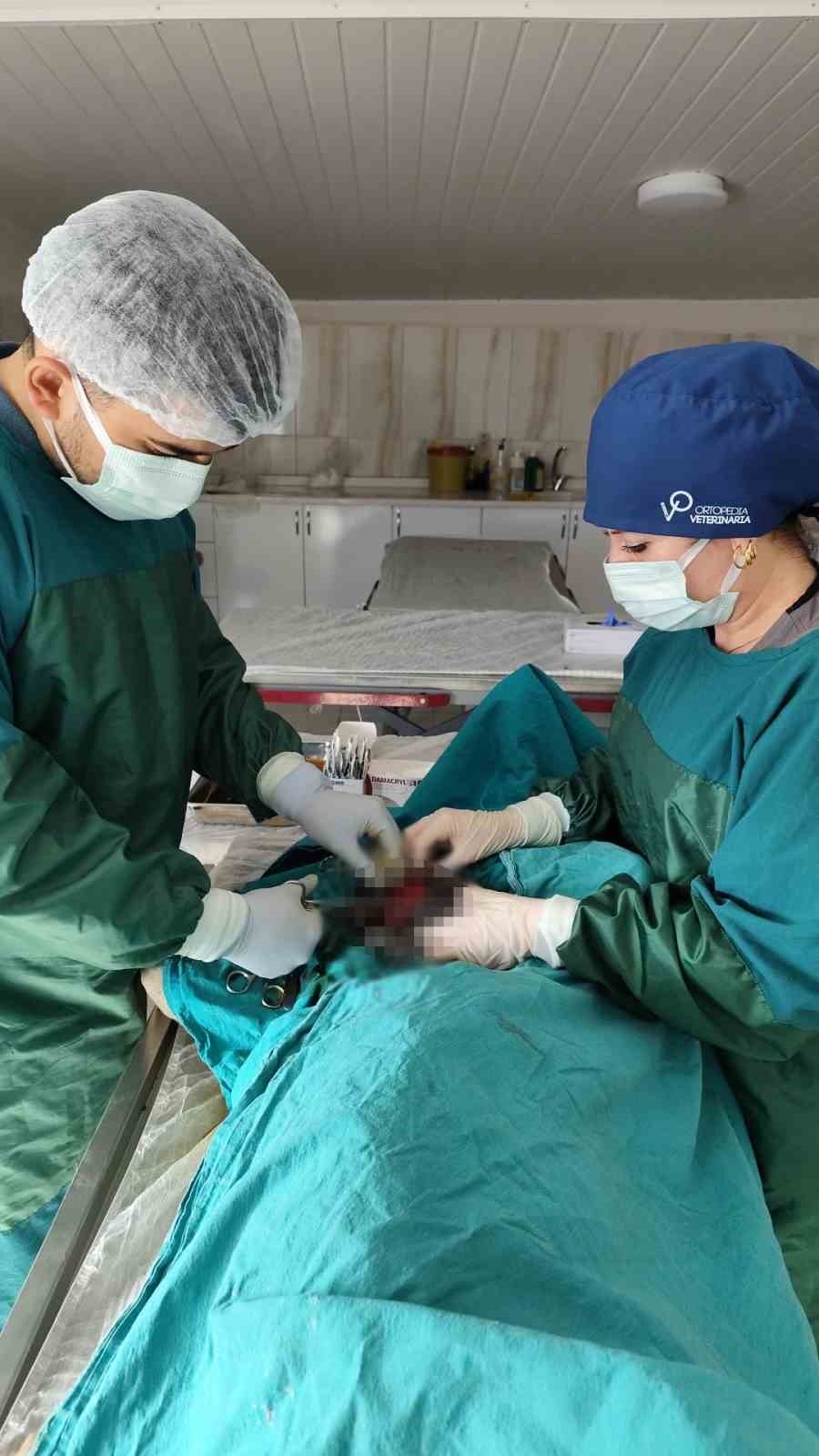 Mardin Hayvan Bakımevinde köpekteki 1 kiloluk tümör operasyonla alındı 4 mardin hayvan bakimevinde kopekteki 1 kiloluk tumor operasyonla alindi 0 B99VzwK2