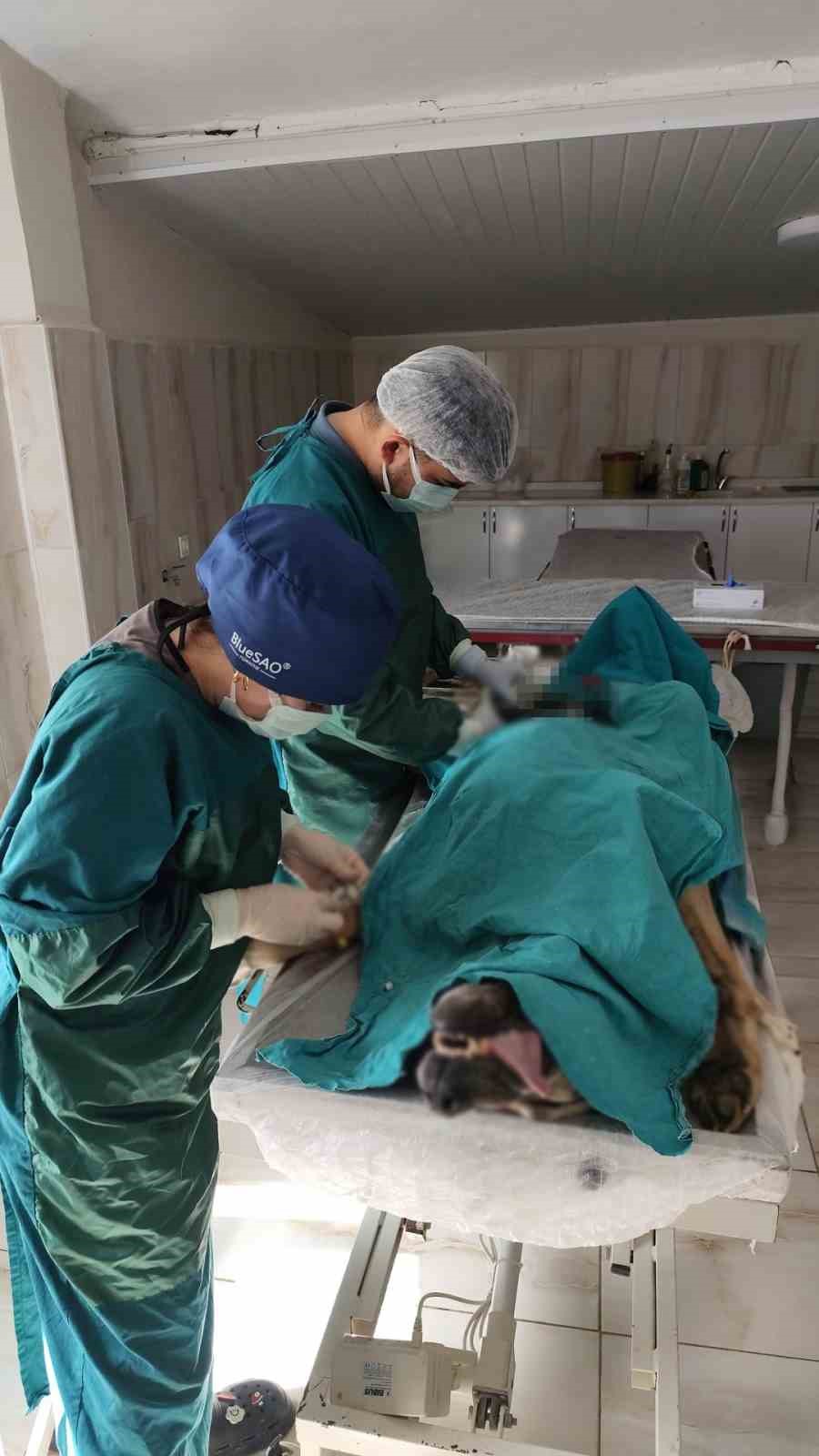 Mardin Hayvan Bakımevinde köpekteki 1 kiloluk tümör operasyonla alındı 5 mardin hayvan bakimevinde kopekteki 1 kiloluk tumor operasyonla alindi 1 CHVqRCEg