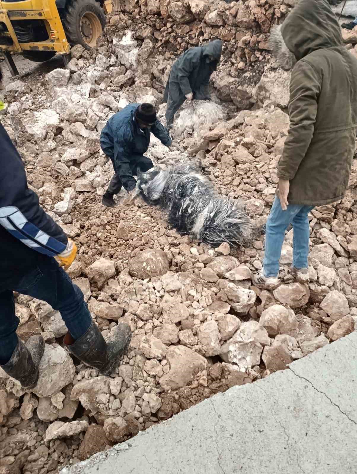 mardinde ahirin cokmesi sonucu 30 kucukbas telef oldu 1 Bq3mb7ek