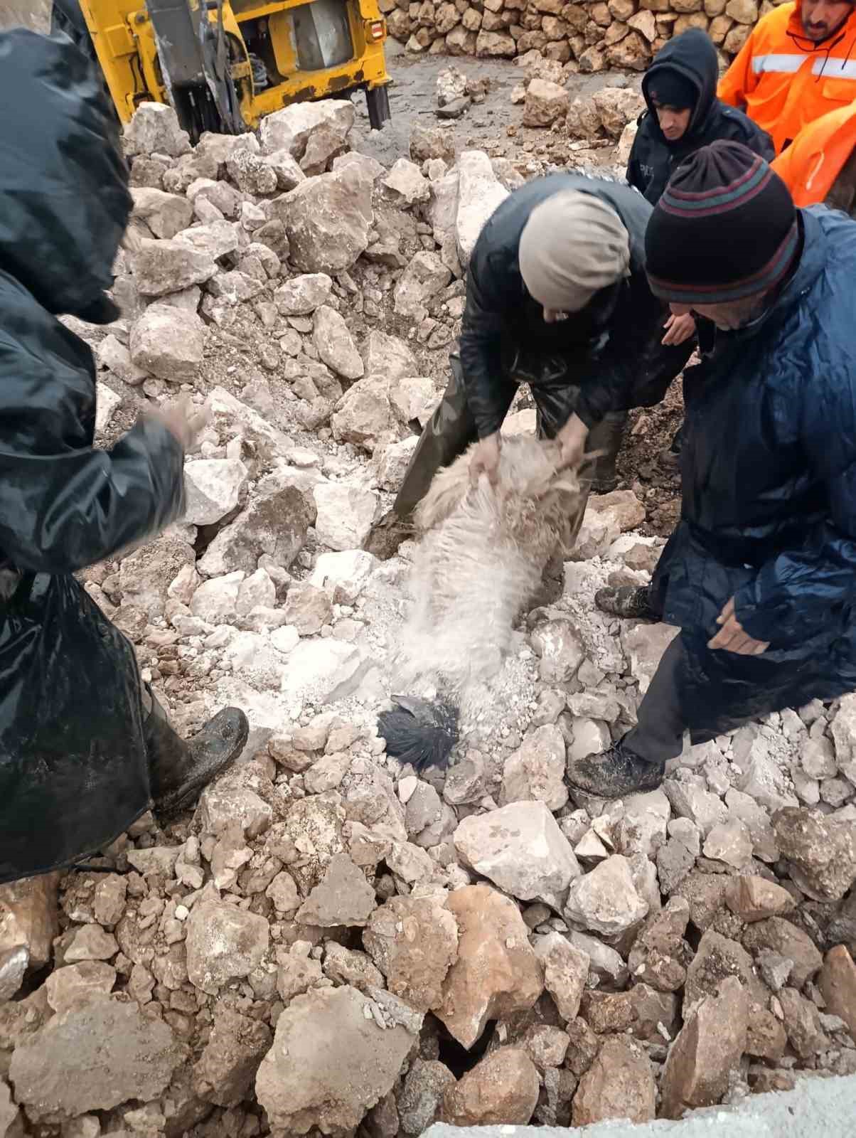 mardinde ahirin cokmesi sonucu 30 kucukbas telef oldu 3 z5cjz3GM