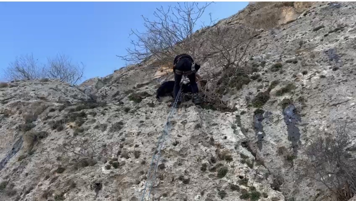 mardinde dagda mahsur kalan keciyi afad ekipleri kurtardi 0 I91vQSeM