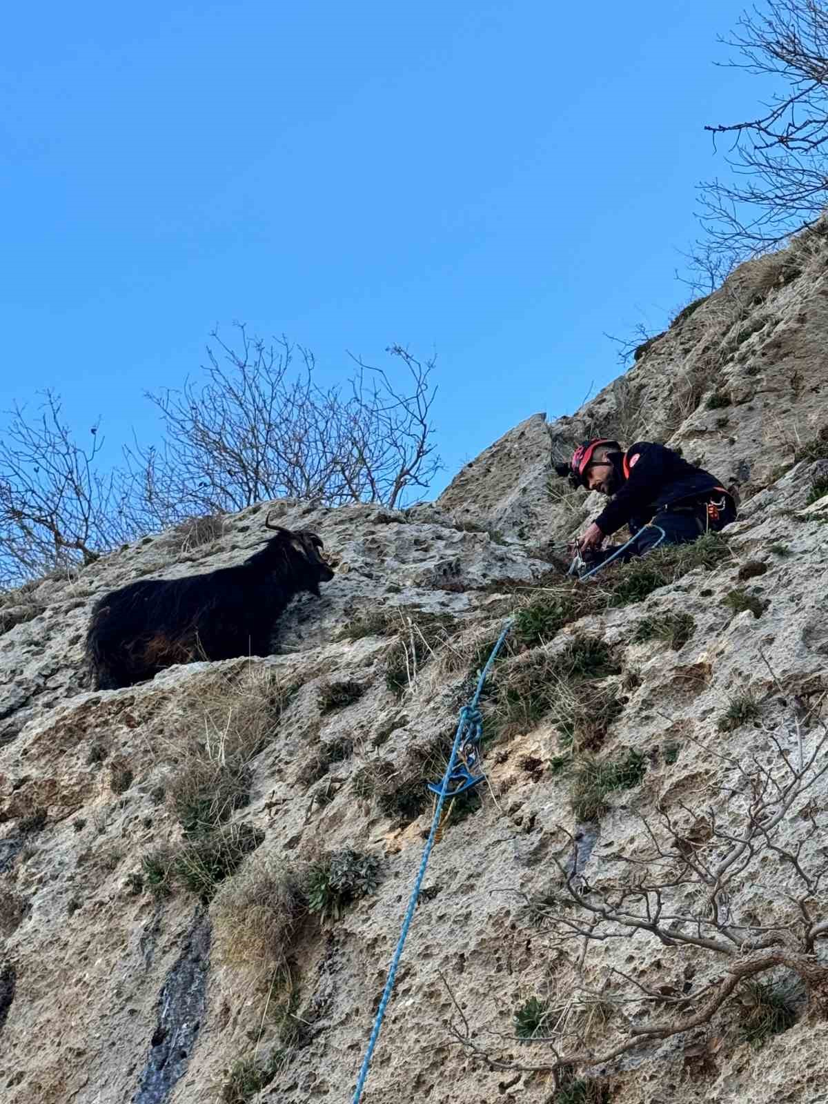 mardinde dagda mahsur kalan keciyi afad ekipleri kurtardi 1 Hm2SQnaw