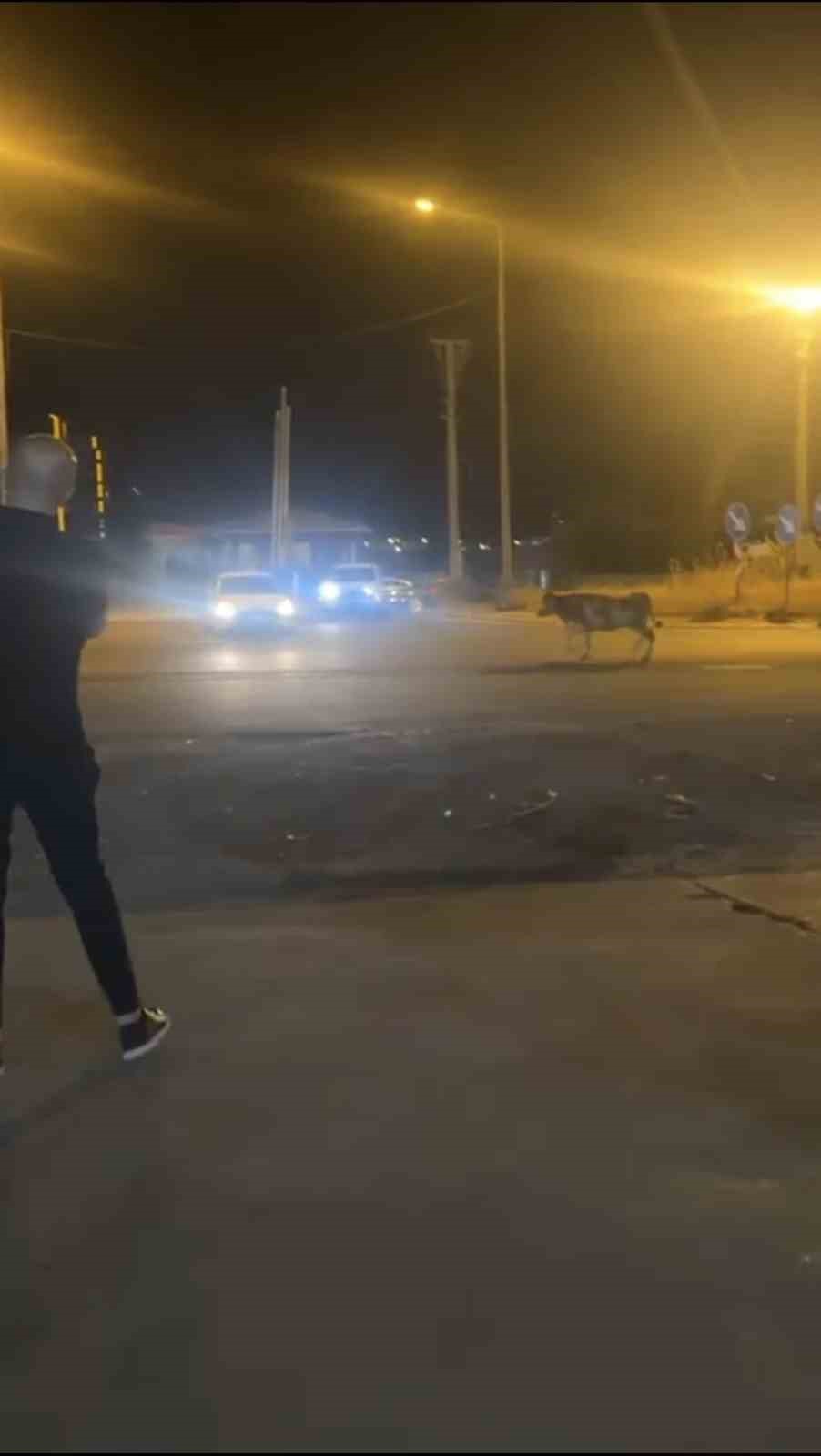 mardinde kacan kurbanlik inek ortaligi birbirine katti 0