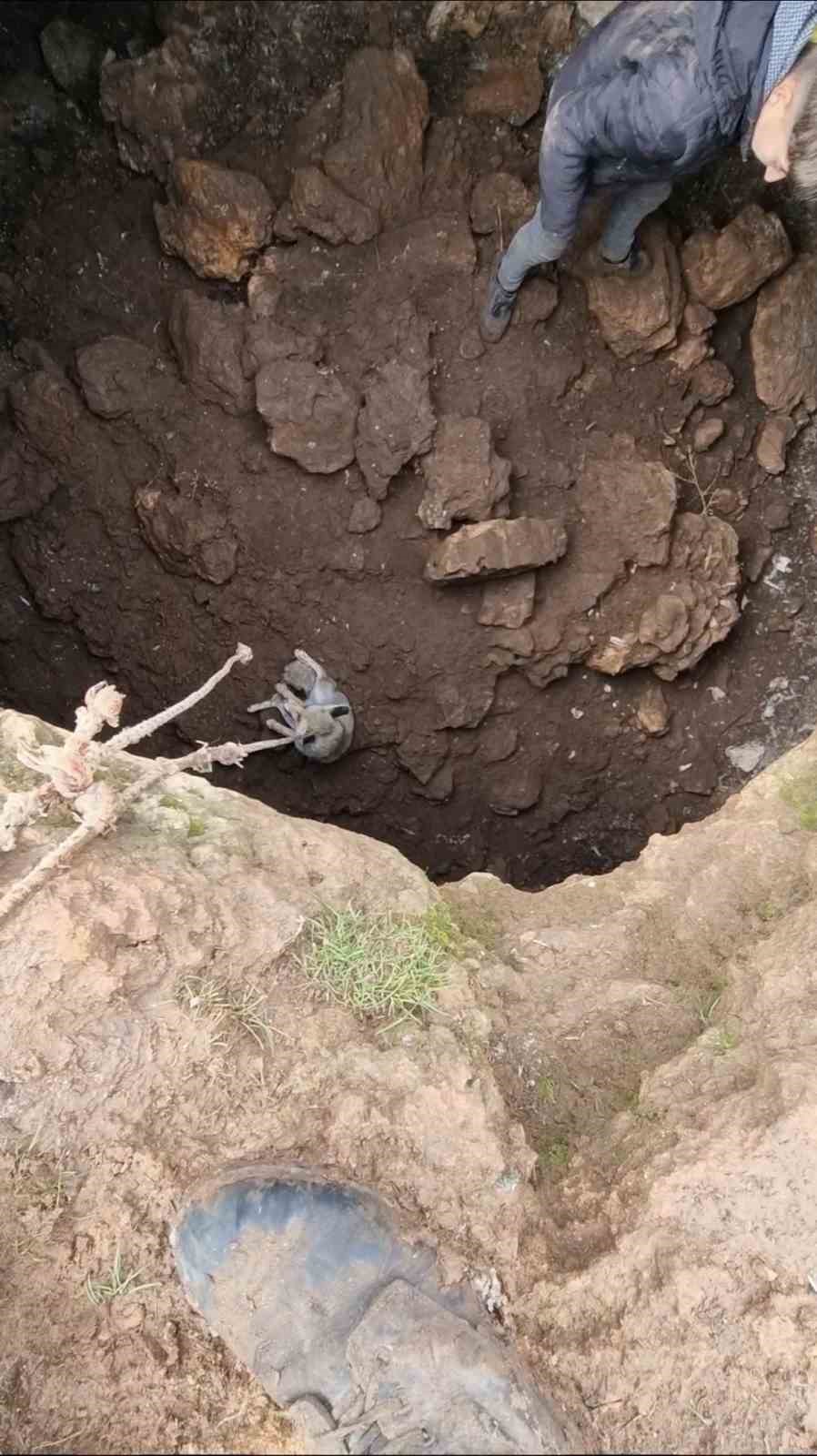 mardinde kuyuya dusen tilkiyi gencler kurtardi 0