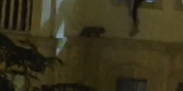 mardinde-mahsur-kalan-kedi-kurtarildi-pOHjw5bA.jpg