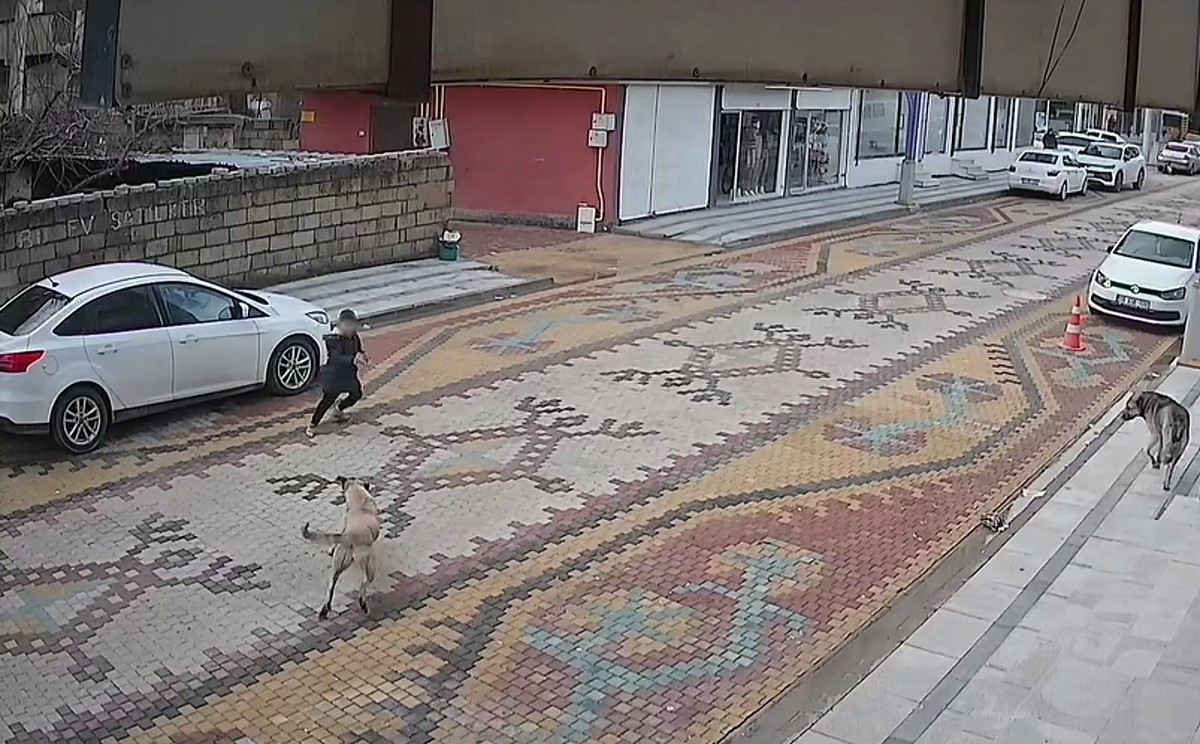 mardinde sokak kopeklerinin saldirdigi cocugu esnaf kurtardi 0 VAkHcOQE
