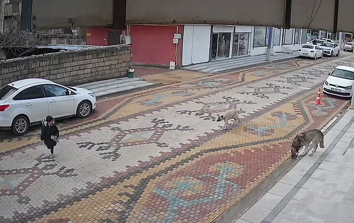 mardinde sokak kopeklerinin saldirdigi cocugu esnaf kurtardi 1 MBirCVO8