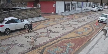 mardinde-sokak-kopeklerinin-saldirdigi-cocugu-esnaf-kurtardi-ZUeBV1eH.jpg