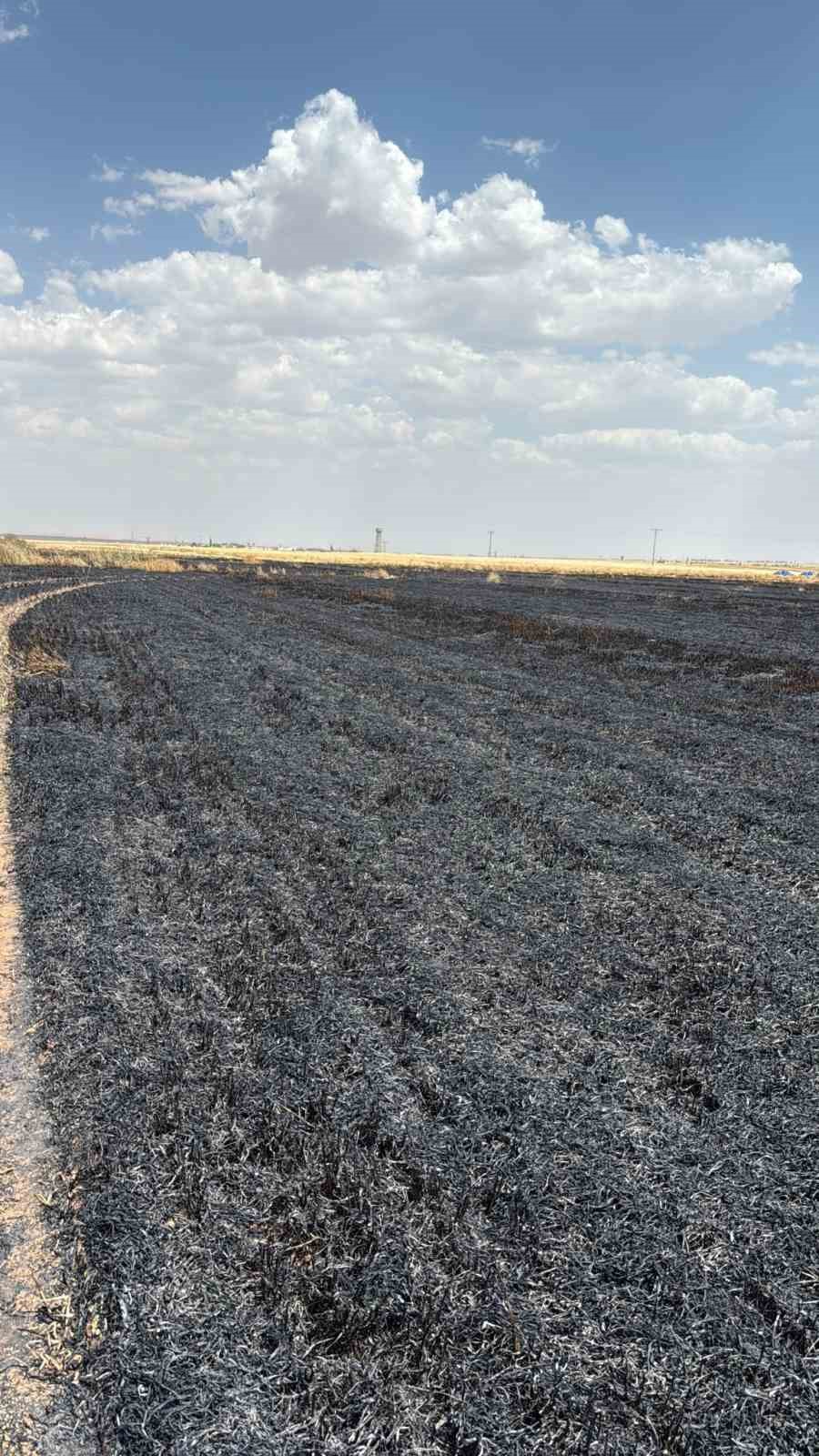 Mardin’de yaklaşık 300 dönüm ekili alan alevlere teslim oldu 5 mardinde yaklasik 300 donum ekili alan alevlere teslim oldu 1