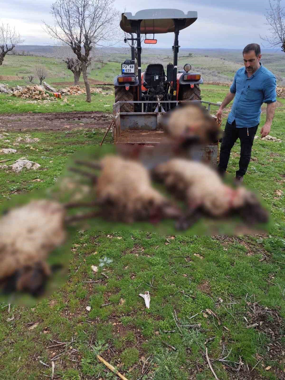 mardinde yildirim dusmesi sonucu 8 kucukbas hayvan telef oldu 0 1Ku2Mqjw