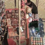 marketin-kapisini-kirip-iceri-giren-cocuklar-marketi-talan-etti-m9TOkVgP.jpg