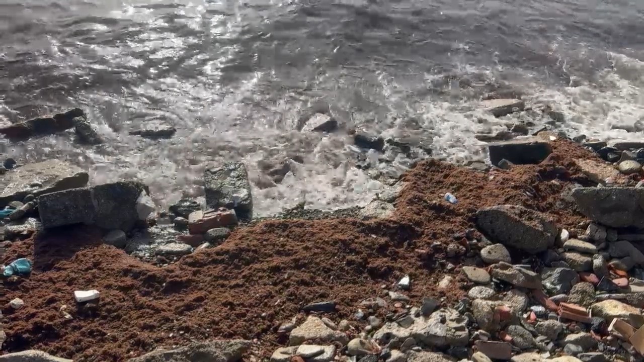 marmaradaki firtina tekirdag kiyilarini kizil yosunla surukledi 1 Sz3NCerW