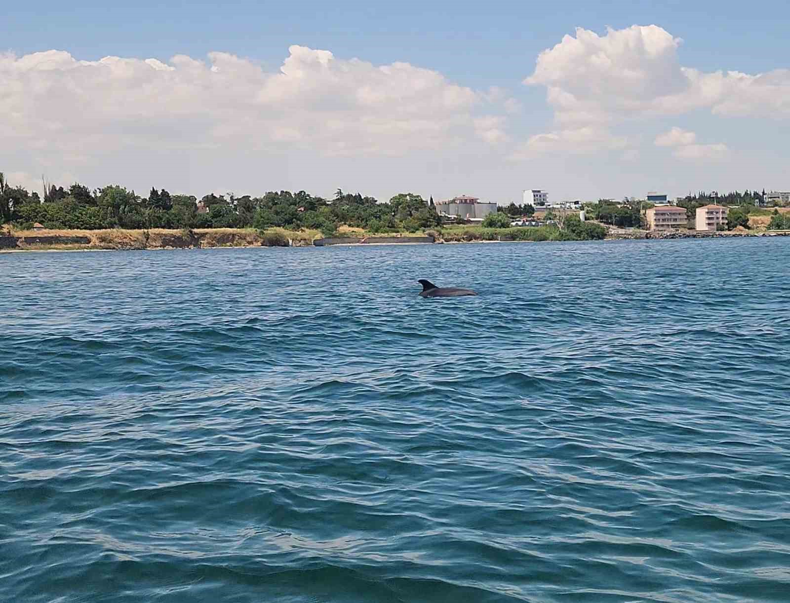 Marmara’nın sürpriz misafirleri: İki yunus teknenin yanında görüntülendi 4 marmaranin surpriz misafirleri iki yunus teknenin yaninda goruntulendi 0 vBWGJ2ST