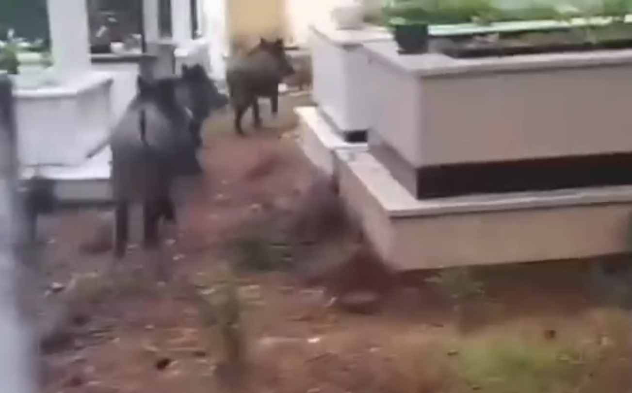 marmariste domuz istilasi suruyor yeni adres mezarliklar 0 qXg2ZlwR