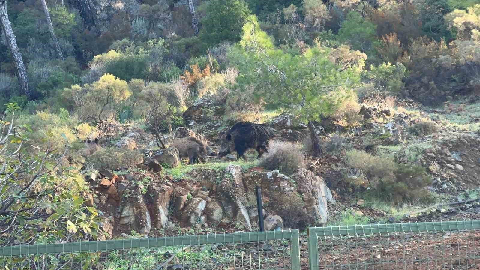 marmariste domuz istilasi suruyor yeni adres mezarliklar 1 nUP6kiM1