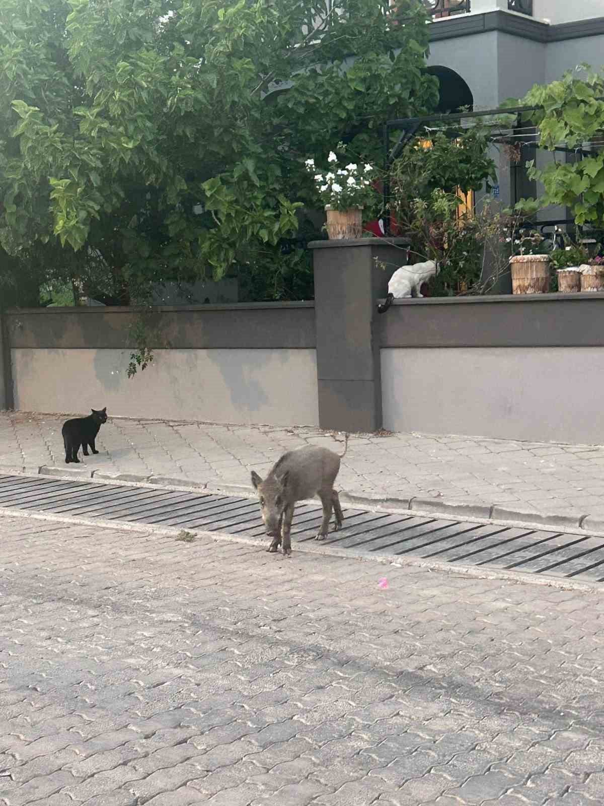 marmariste domuz istilasi suruyor yeni adres mezarliklar 3 2GMHpsuQ