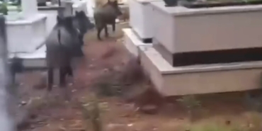 marmariste-domuz-istilasi-suruyor-yeni-adres-mezarliklar-PtAajCal.jpg