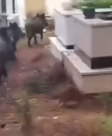 marmariste-domuz-istilasi-suruyor-yeni-adres-mezarliklar-PtAajCal.jpg