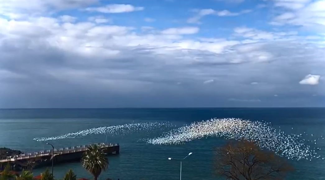 martilarin deniz ustundeki dansi izleyenleri hayran birakti 0 1NZwltzC