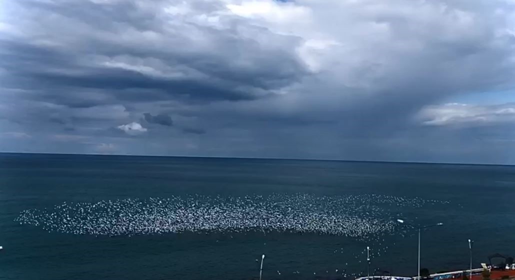 martilarin deniz ustundeki dansi izleyenleri hayran birakti 1 cVpFhYO8