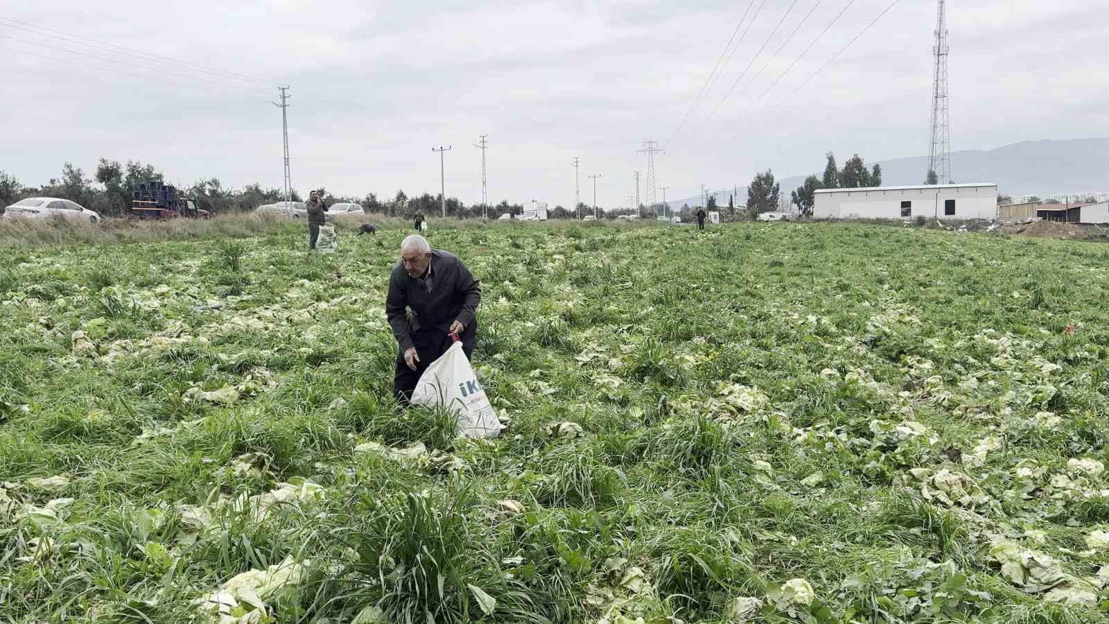 marul toplama maliyetini karsilamayinca bedava dagitti 0 HnJpu11y
