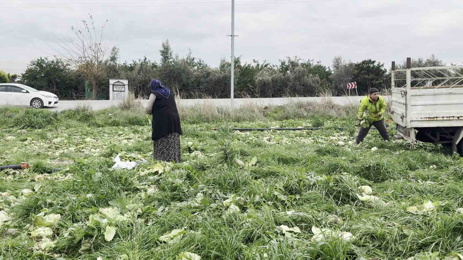 marul toplama maliyetini karsilamayinca bedava dagitti 1 DpbYHji3