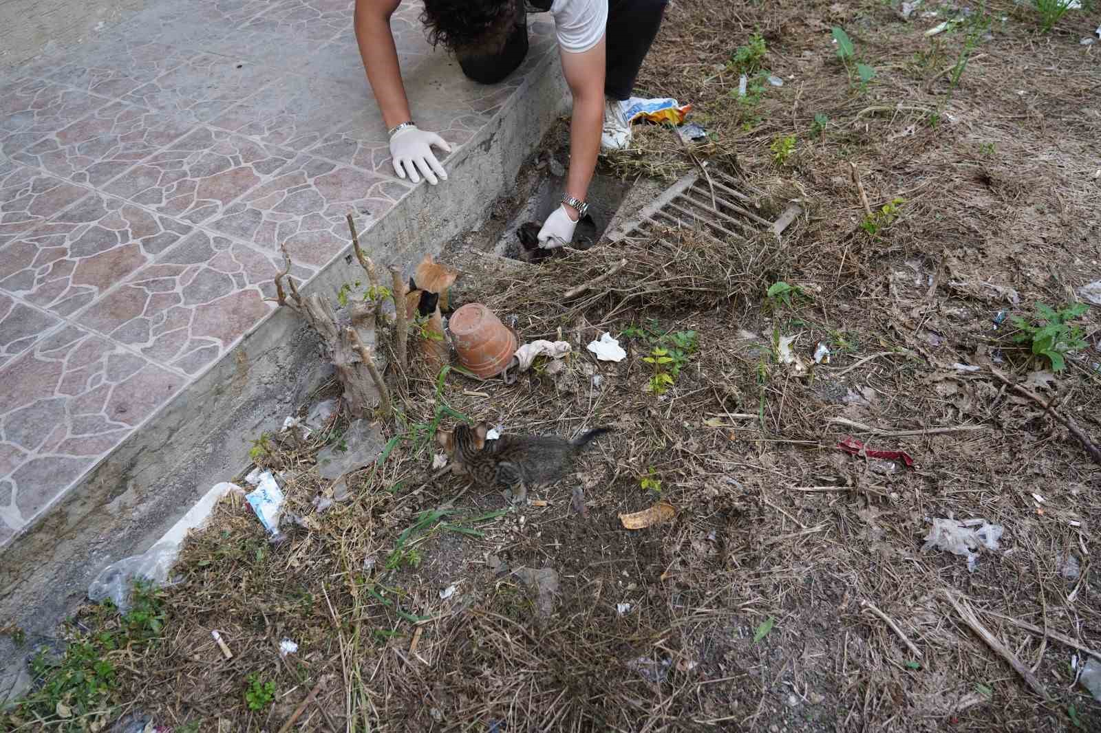 mazgalda sikisan kedi yavrulari kurtarildi 1 2djG3kLF