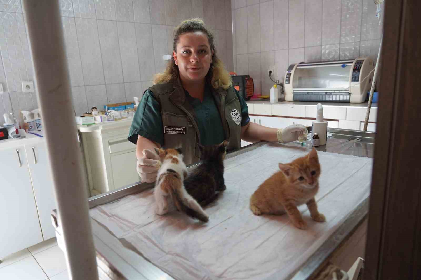 mazgalda sikisan kedi yavrulari kurtarildi 3 BPQblAdv