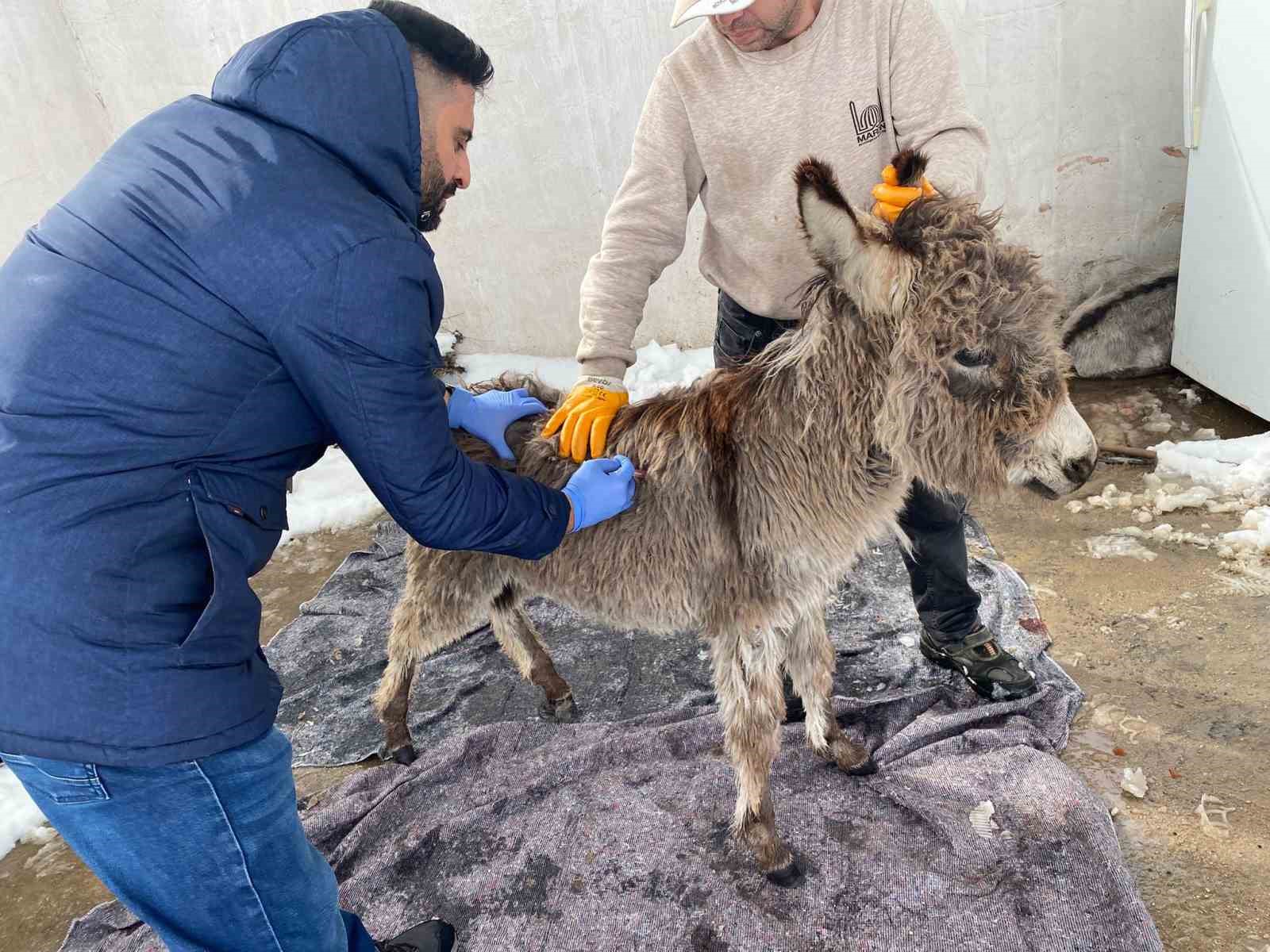 mazidagi belediyesinin sahip cikildi dedigi sipa sokaga terk edildi 0 ni7c2LCl