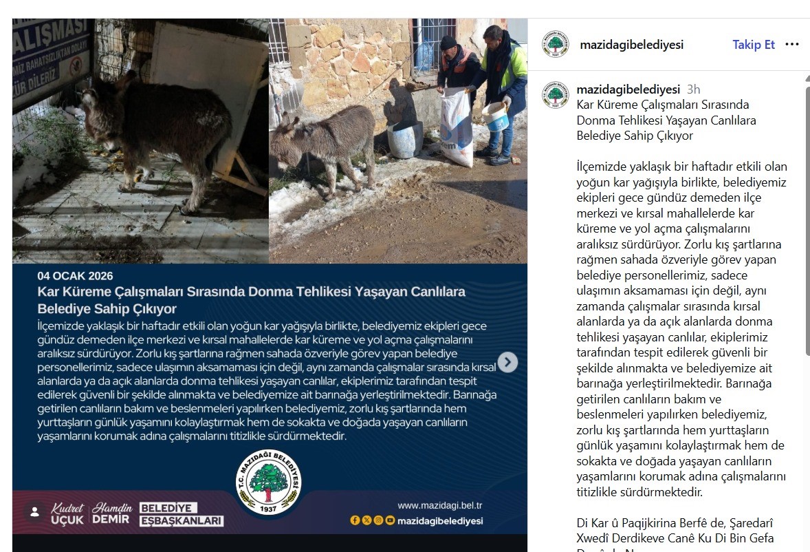 mazidagi belediyesinin sahip cikildi dedigi sipa sokaga terk edildi 1 zgM8aIVy