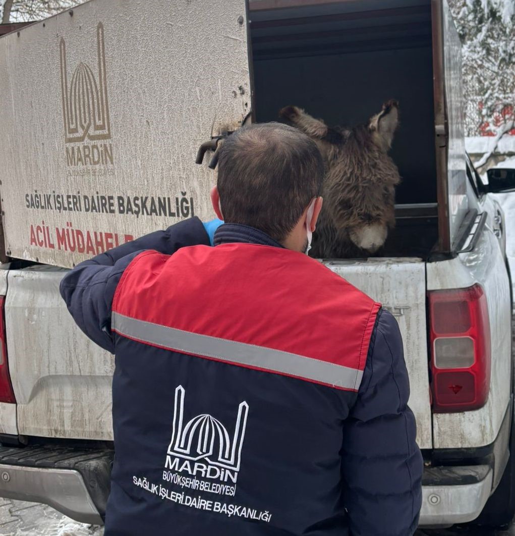 mazidagi belediyesinin sahip cikildi dedigi sipa sokaga terk edildi 2 MwYejbVY