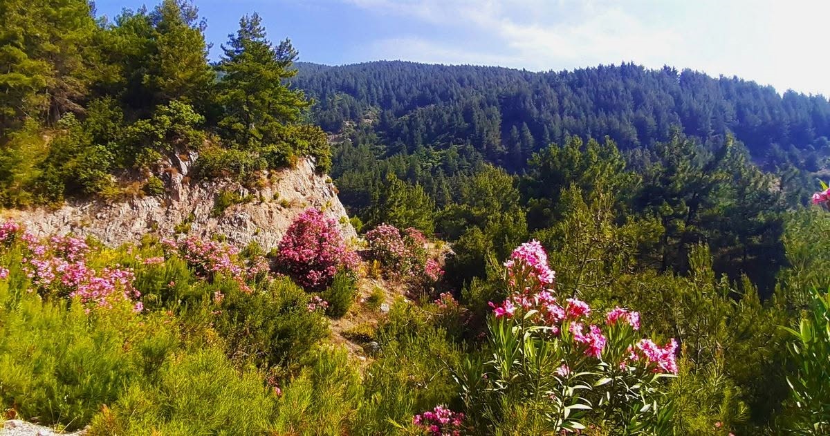 Meğer keçiler orman dostuymuş 4 meger keciler orman dostuymus 0 heNTJRPr
