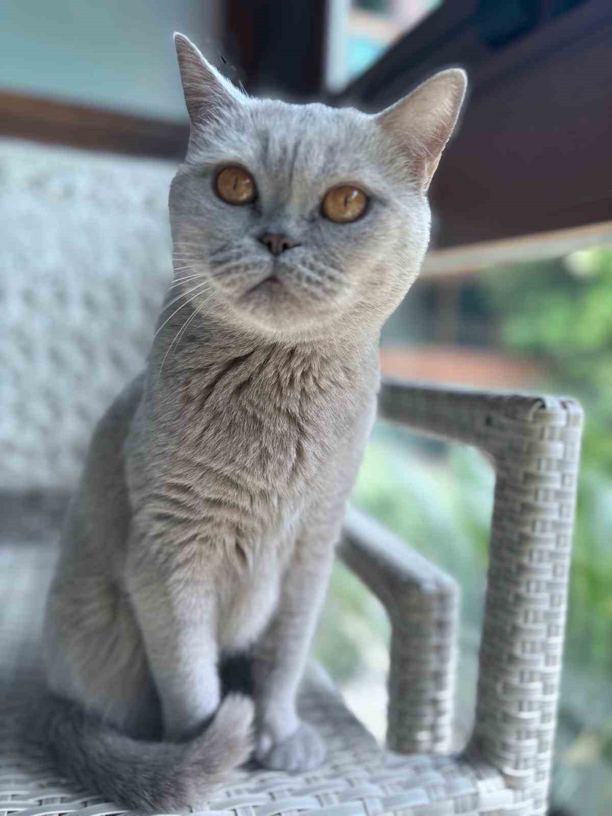meme kanserinde sansi kedisi oldu 3 HDKGQGEq